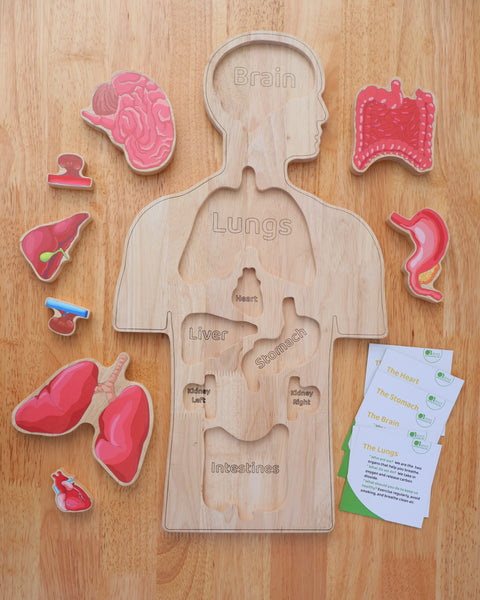 Human Anatomy Puzzle
